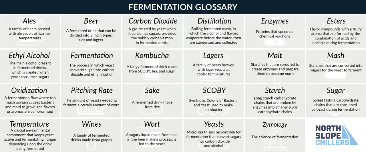 Piwo to napój fermentowany, a proces ten tworzy alkohol. Glosariusz fermentacji wyjaśnia, jak powstaje alkohol.